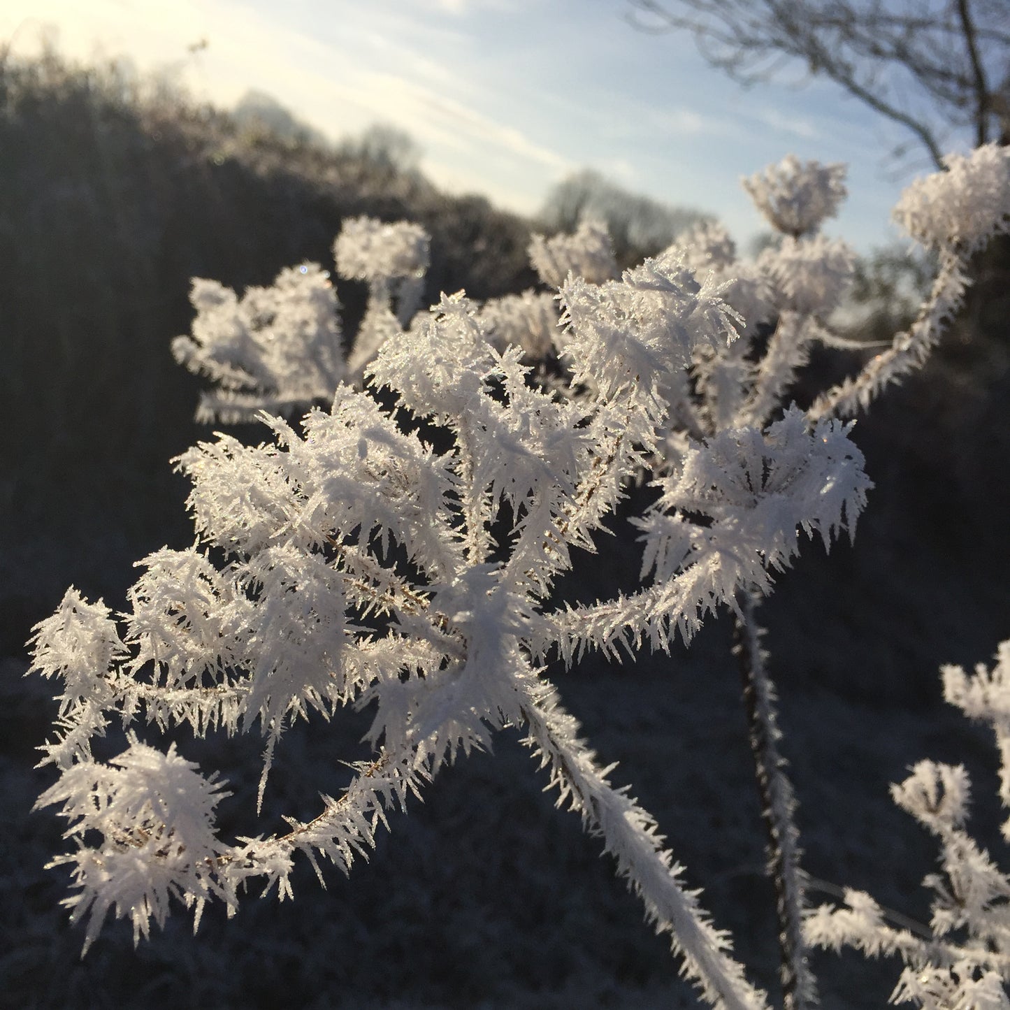 The Hawthorn Kitchen - Winter Immune Support